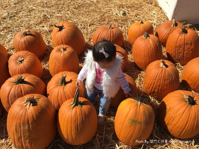 Uesugi Pumpkin Patch  Children Photo.jpg